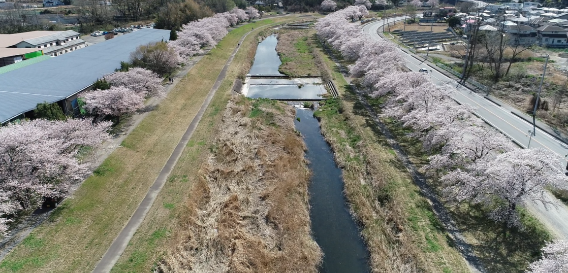 本庄市の千本桜を撮影しました 埼玉 本庄ドローンスクール