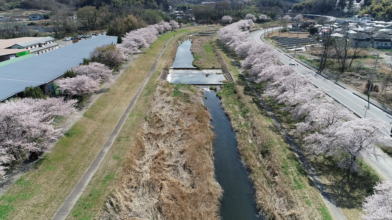 本庄市の千本桜を撮影しました 埼玉 本庄ドローンスクール